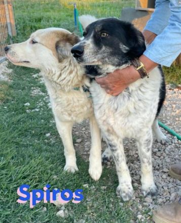 Spiros, 01/23 - freundlich, lernwillig, verschmust...sucht