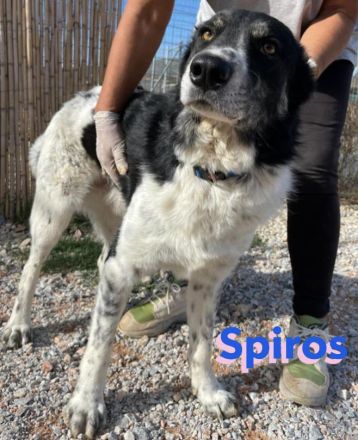 Spiros, 01/23 - freundlich, lernwillig, verschmust...sucht