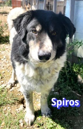 Spiros, 01/23 - freundlich, lernwillig, verschmust...sucht