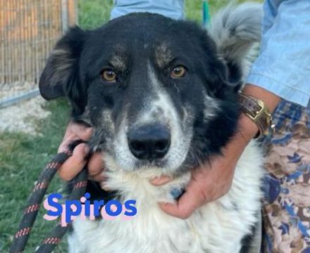 Spiros, 01/23 - freundlich, lernwillig, verschmust...sucht