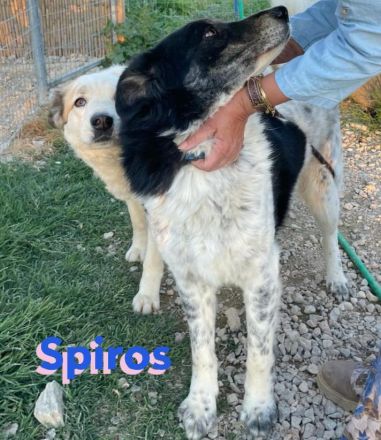 Spiros, 01/23 - freundlich, lernwillig, verschmust...sucht