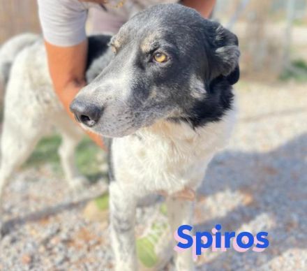 Spiros, 01/23 - freundlich, lernwillig, verschmust...sucht