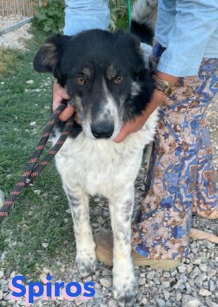 Spiros, 01/23 - freundlich, lernwillig, verschmust...sucht