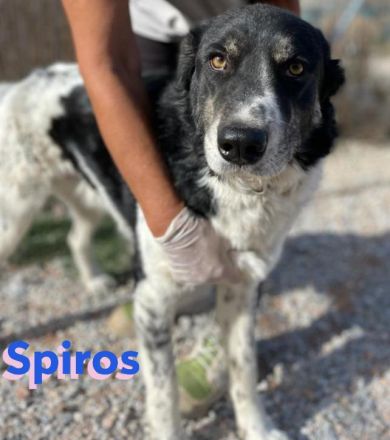 Spiros, 01/23 - freundlich, lernwillig, verschmust...sucht