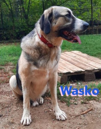 Wasko, 12/22 - kämpfte sich ins Leben und wäre nun froh über ein schönes Leben!