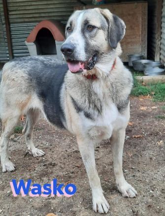 Wasko, 12/22 - kämpfte sich ins Leben und wäre nun froh über ein schönes Leben!