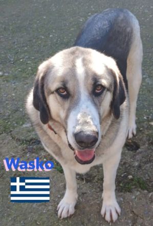 Wasko, 12/22 - kämpfte sich ins Leben und wäre nun froh über ein schönes Leben!