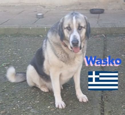 Wasko, 12/22 - kämpfte sich ins Leben und wäre nun froh über ein schönes Leben!