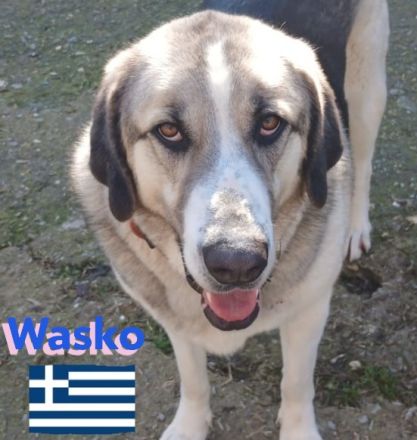 Wasko, 12/22 - kämpfte sich ins Leben und wäre nun froh über ein schönes Leben!