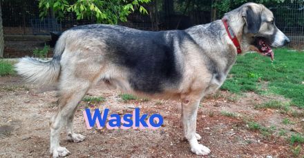 Wasko, 12/22 - kämpfte sich ins Leben und wäre nun froh über ein schönes Leben!