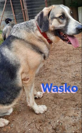 Wasko, 12/22 - kämpfte sich ins Leben und wäre nun froh über ein schönes Leben!