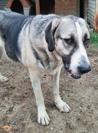 Wasko, 12/22 - kämpfte sich ins Leben und wäre nun froh über ein schönes Leben!