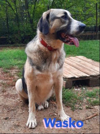 Wasko, 12/22 - kämpfte sich ins Leben und wäre nun froh über ein schönes Leben!