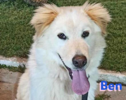 Ben, 07/23 - Familienhund sucht 2te Chance und treue Menschen!