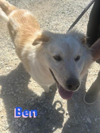 Ben, 07/23 - Familienhund sucht 2te Chance und treue Menschen!