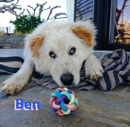 Ben, 07/23 - Familienhund sucht 2te Chance und treue Menschen!
