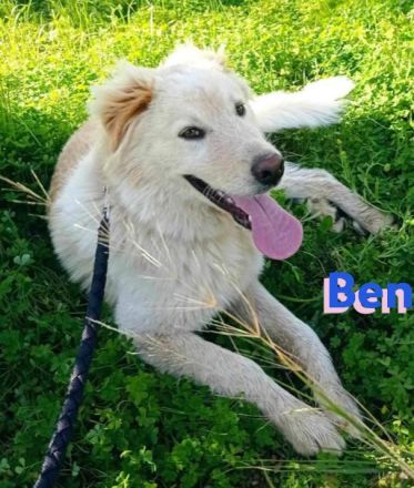 Ben, 07/23 - Familienhund sucht 2te Chance und treue Menschen!