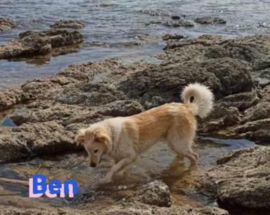 Ben, 07/23 - Familienhund sucht 2te Chance und treue Menschen!