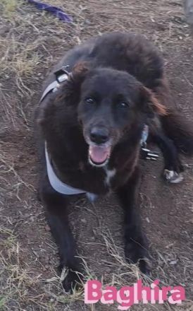 Baghira, 01/17 – Kämpfte sich ins Leben zurück! Besonderer Hund für besondere Menschen!