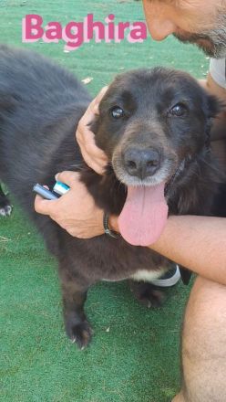 Baghira, 01/17 – Kämpfte sich ins Leben zurück! Besonderer Hund für besondere Menschen!