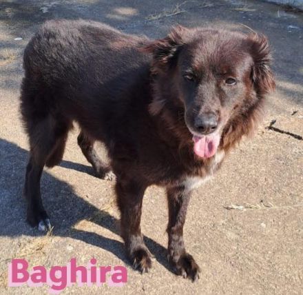 Baghira, 01/17 – Kämpfte sich ins Leben zurück! Besonderer Hund für besondere Menschen!