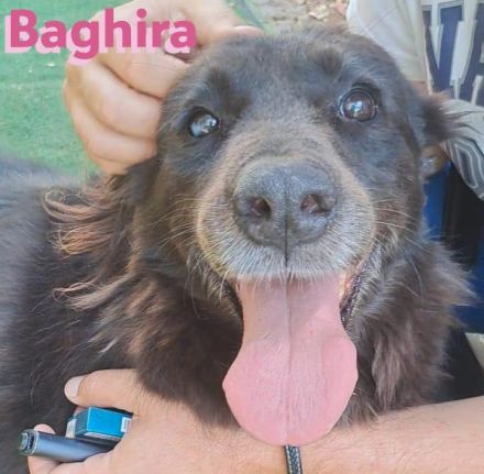 Baghira, 01/17 – Kämpfte sich ins Leben zurück! Besonderer Hund für besondere Menschen!
