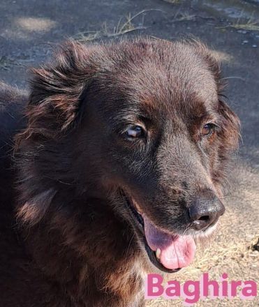 Baghira, 01/17 – Kämpfte sich ins Leben zurück! Besonderer Hund für besondere Menschen!