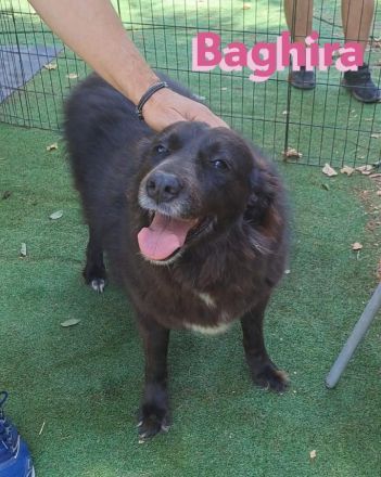 Baghira, 01/17 – Kämpfte sich ins Leben zurück! Besonderer Hund für besondere Menschen!