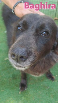 Baghira, 01/17 – Kämpfte sich ins Leben zurück! Besonderer Hund für besondere Menschen!