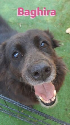 Baghira, 01/17 – Kämpfte sich ins Leben zurück! Besonderer Hund für besondere Menschen!