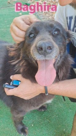 Baghira, 01/17 – Kämpfte sich ins Leben zurück! Besonderer Hund für besondere Menschen!