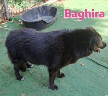 Baghira, 01/17 – Kämpfte sich ins Leben zurück! Besonderer Hund für besondere Menschen!