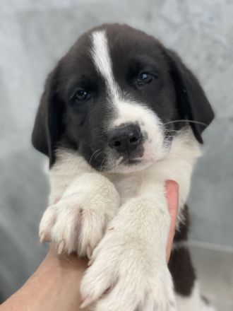 Tyrion, Tywin, Luwin, Sandor, geb. ca. 05/2024, GRIECHENLAND