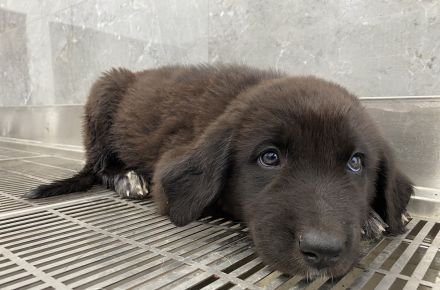 Tyrion, Tywin, Luwin, Sandor, geb. ca. 05/2024, GRIECHENLAND