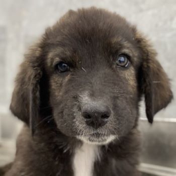 Tyrion, Tywin, Luwin, Sandor, geb. ca. 05/2024, GRIECHENLAND