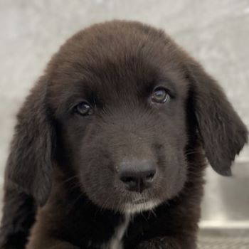 Tyrion, Tywin, Luwin, Sandor, geb. ca. 05/2024, GRIECHENLAND