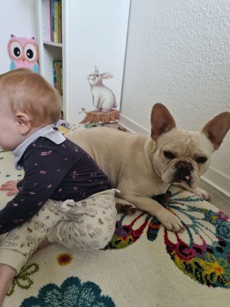 Freiatmende französische Bulldogge als Deckrüde