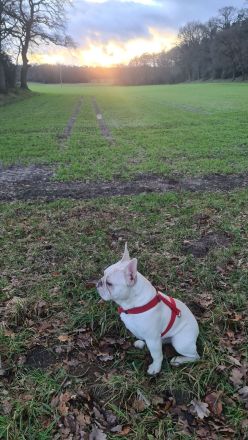 Freiatmende französische Bulldogge als Deckrüde