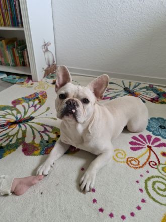 Freiatmende französische Bulldogge als Deckrüde