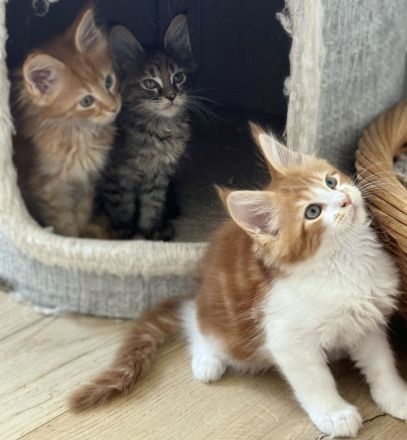 Reinrassige Maine Coon Kitten, Katzen Babys Kater