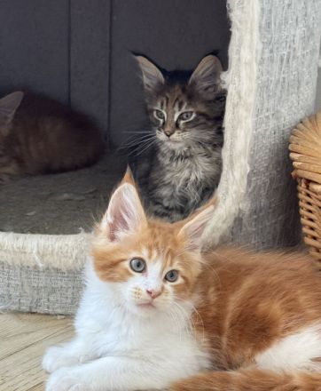 Reinrassige Maine Coon Kitten, Katzen Babys Kater