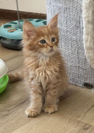 Reinrassige Maine Coon Kitten, Katzen Babys Kater