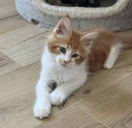 Reinrassige Maine Coon Kitten, Katzen Babys Kater