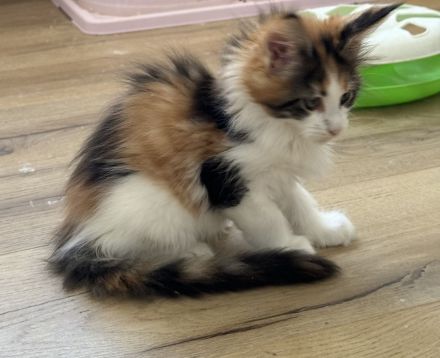 Reinrassige Maine Coon Kitten, Katzen Babys Kater