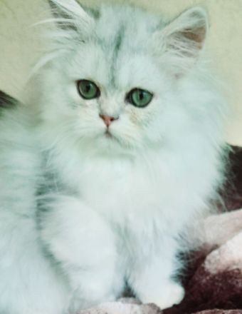 Perserbabys reinrassig mit stammbaum pkd negativ