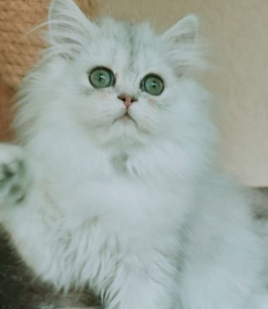 Perserbabys reinrassig mit stammbaum pkd negativ