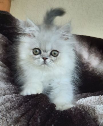 Perserbabys reinrassig mit stammbaum pkd negativ