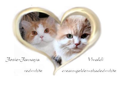 Cattery of Lordly-Paws-Castle Wurf - Planung BKH & BLH