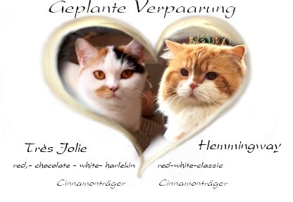 Cattery of Lordly-Paws-Castle Wurf - Planung BKH & BLH