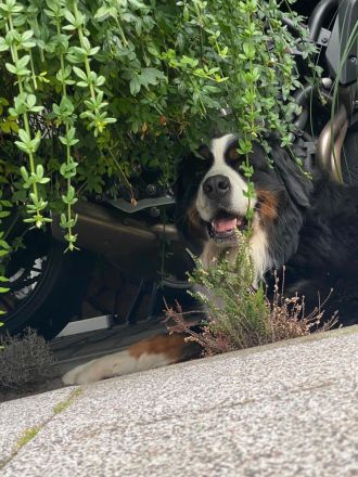 Berner Sennenhund Deckrüde